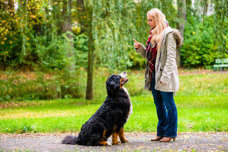 Train your Dog With Trainer.ae