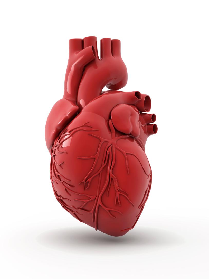 5 Things You Never Knew About Your Heart